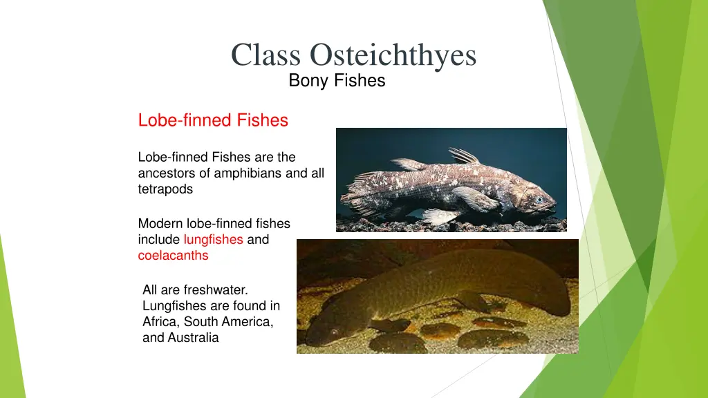 class osteichthyes bony fishes