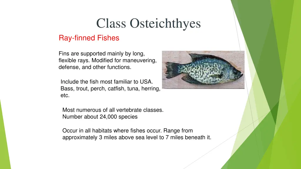 class osteichthyes ray finned fishes