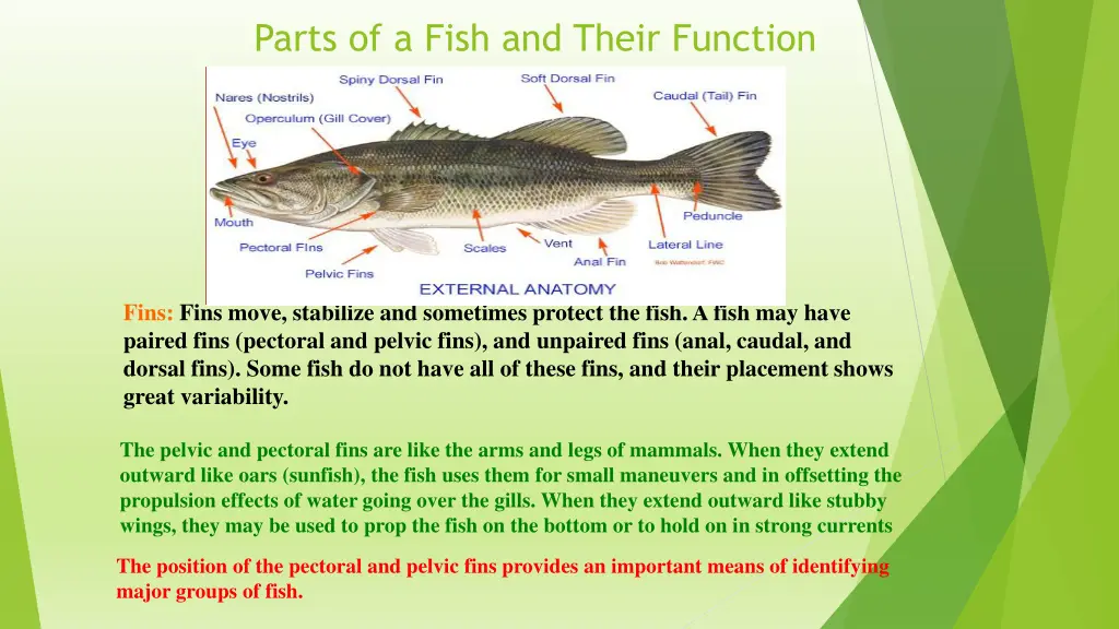 parts of a fish and their function