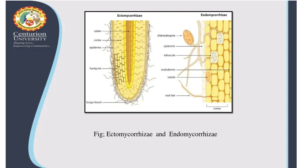 fig ectomycorrhizae and endomycorrhizae