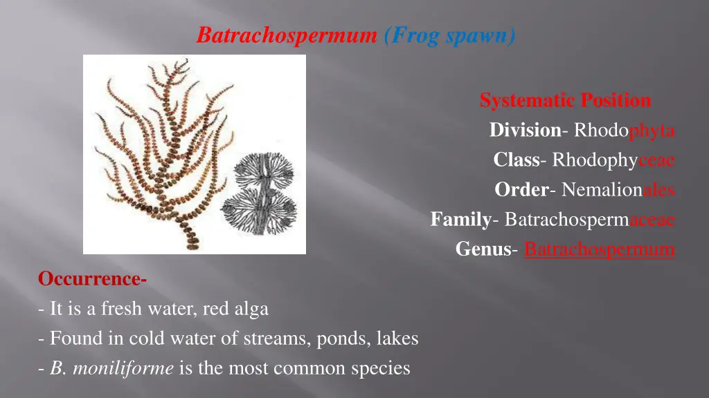 batrachospermum frog spawn