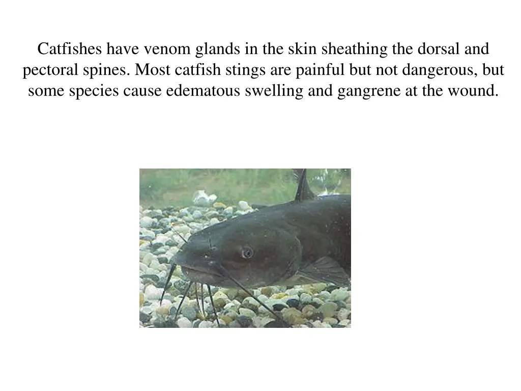 catfishes have venom glands in the skin sheathing