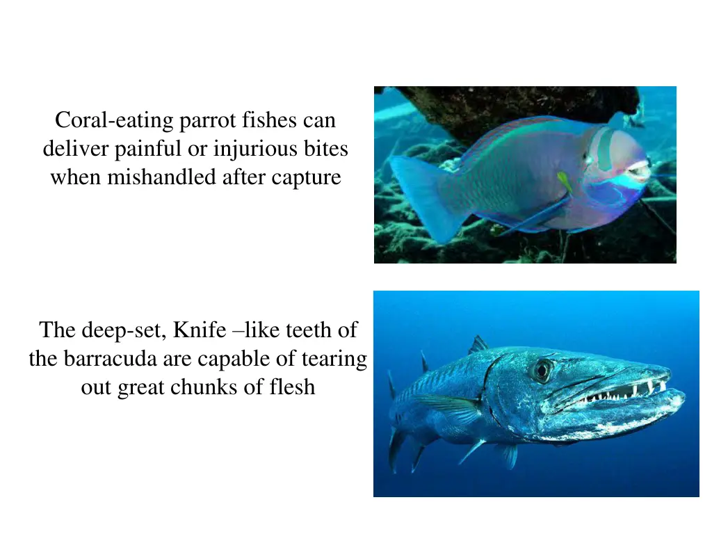 coral eating parrot fishes can deliver painful