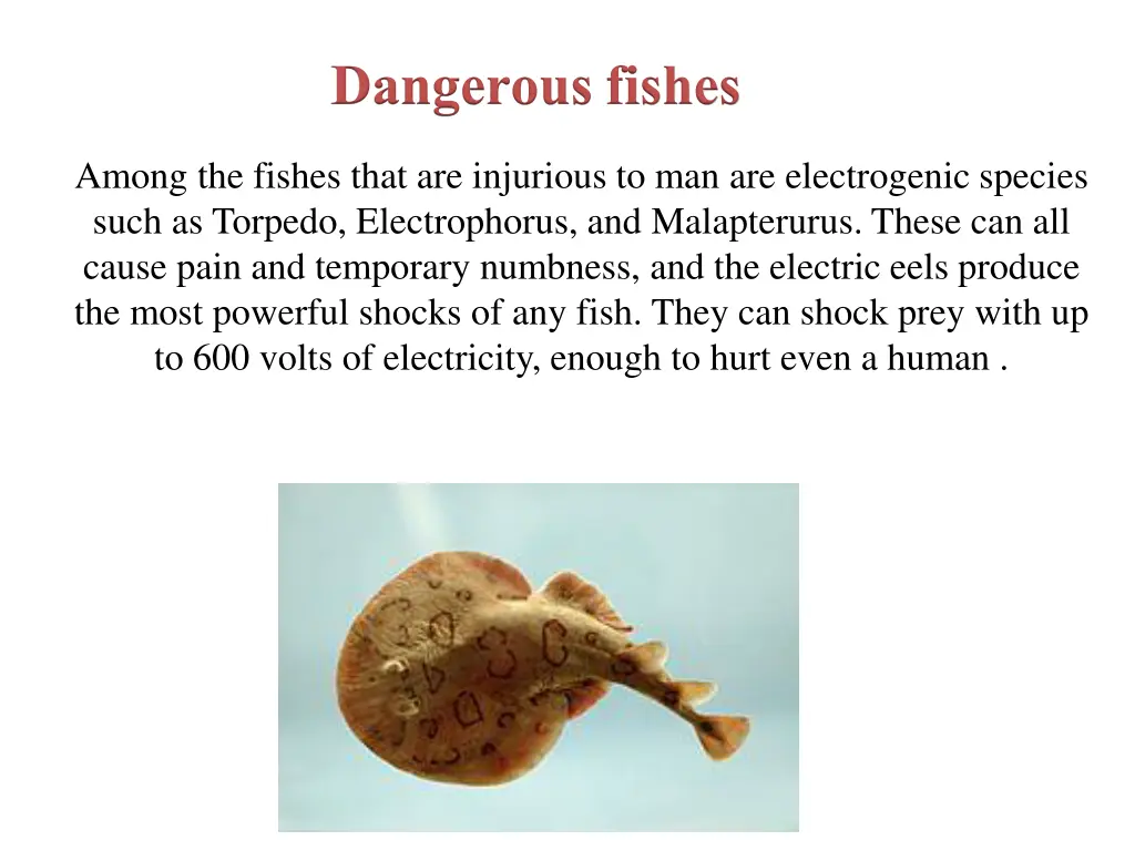 dangerous fishes