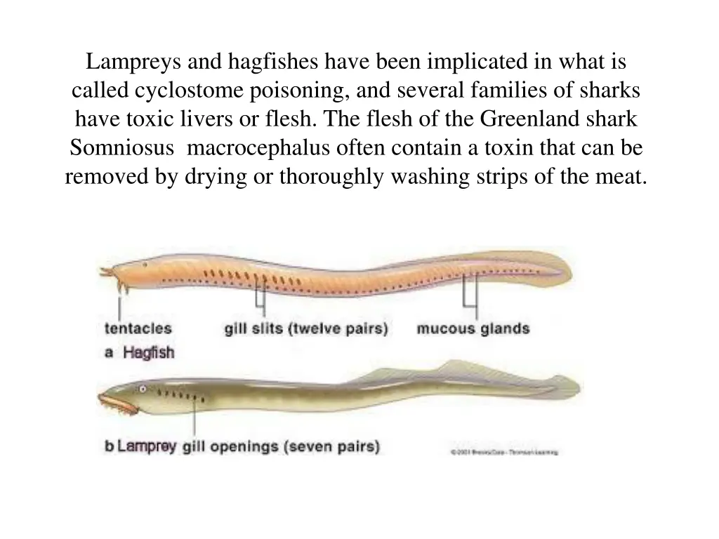 lampreys and hagfishes have been implicated