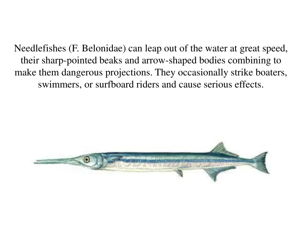 needlefishes f belonidae can leap