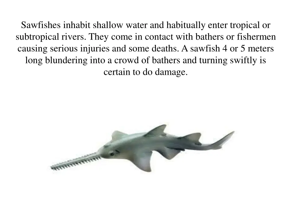 sawfishes inhabit shallow water and habitually