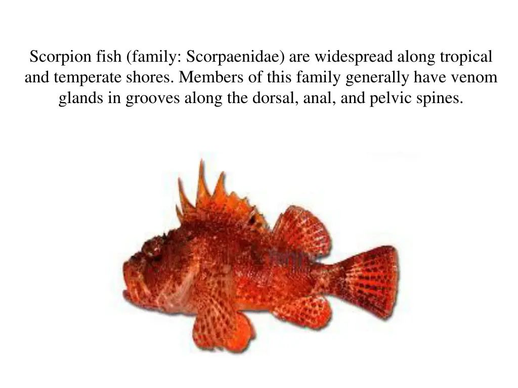 scorpion fish family scorpaenidae are widespread