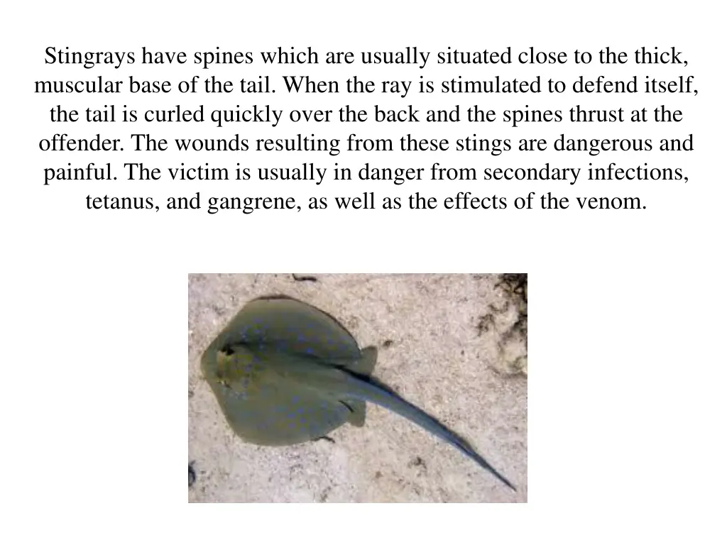 stingrays have spines which are usually situated