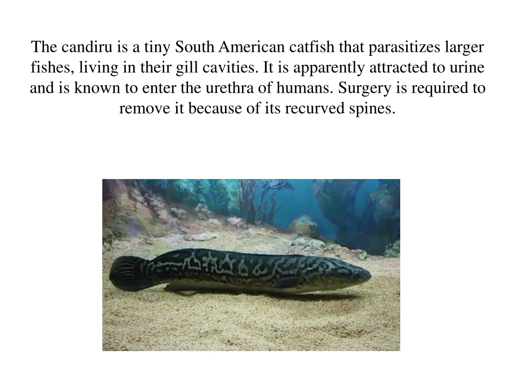 the candiru is a tiny south american catfish that