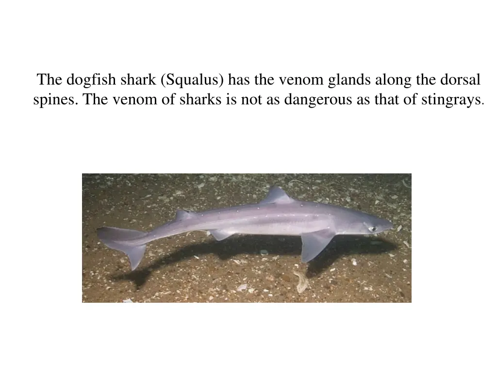 the dogfish shark squalus has the venom glands