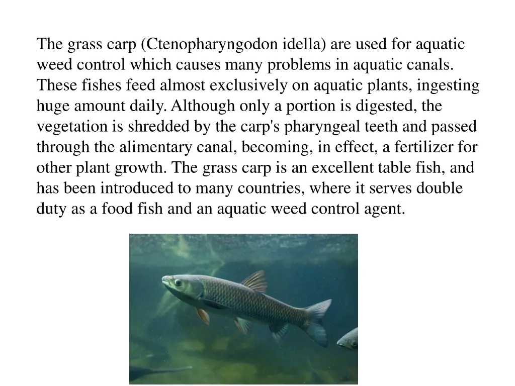 the grass carp ctenopharyngodon idella are used