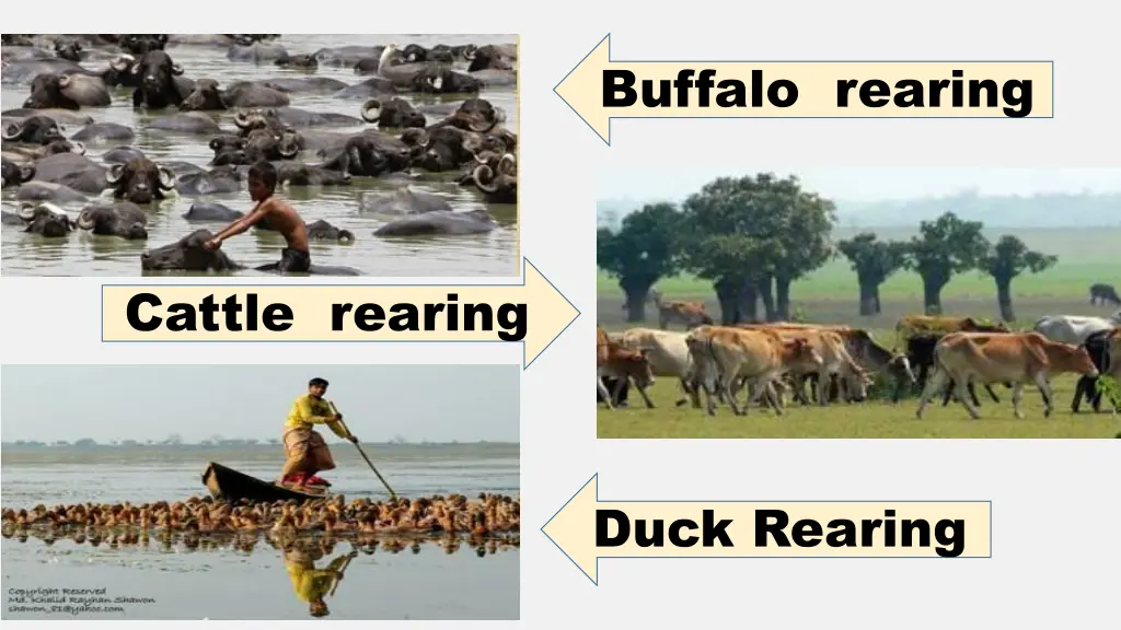 buffalo rearing