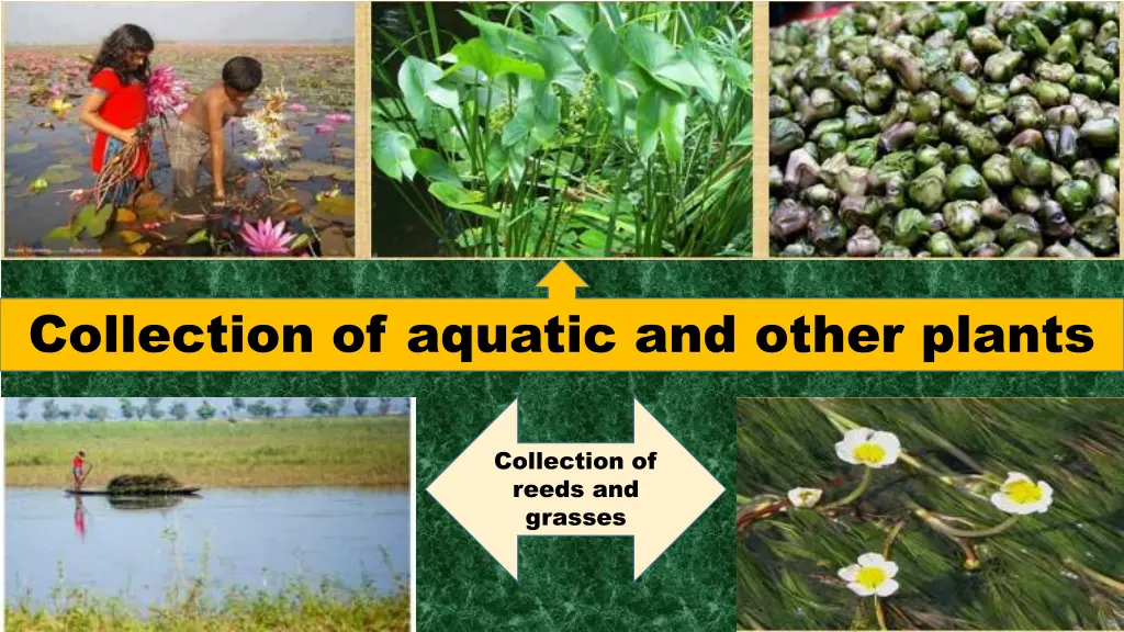 collection of aquatic and other plants