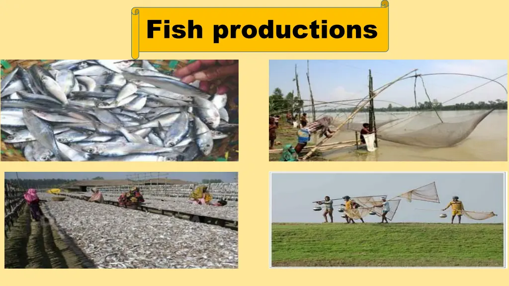 fish productions