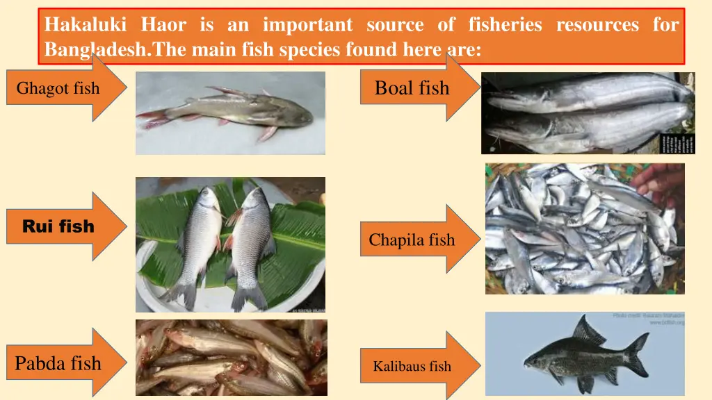 hakaluki haor is an important source of fisheries