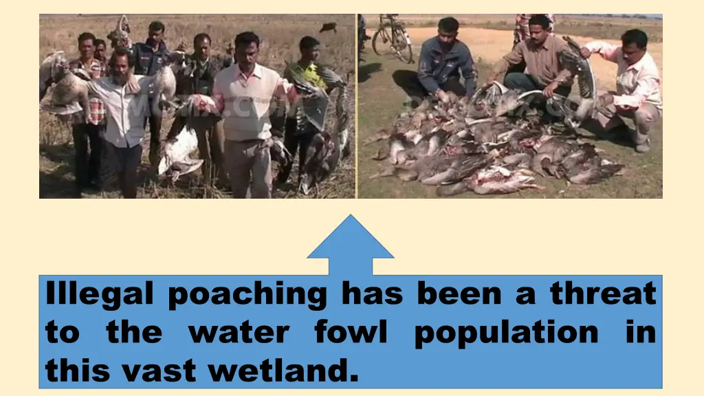 illegal poaching has been a threat to the water
