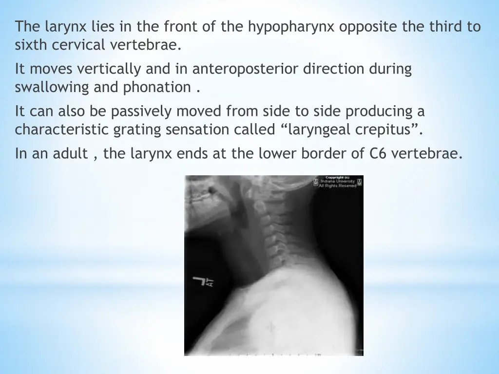the larynx lies in the front of the hypopharynx