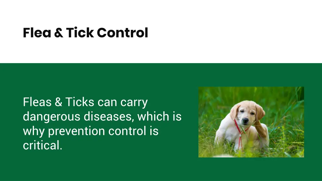 flea tick control