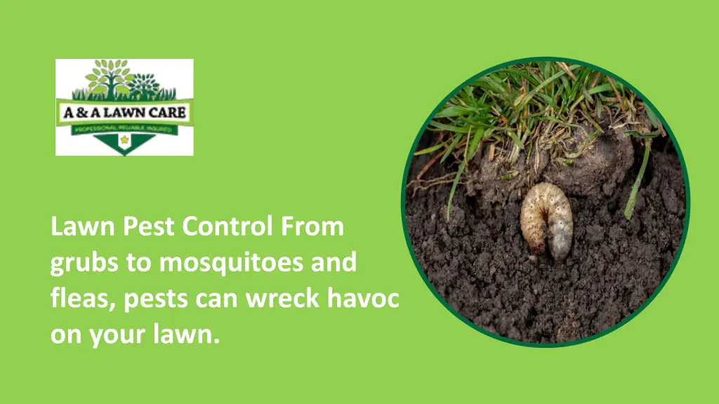 lawn pest control from grubs to mosquitoes