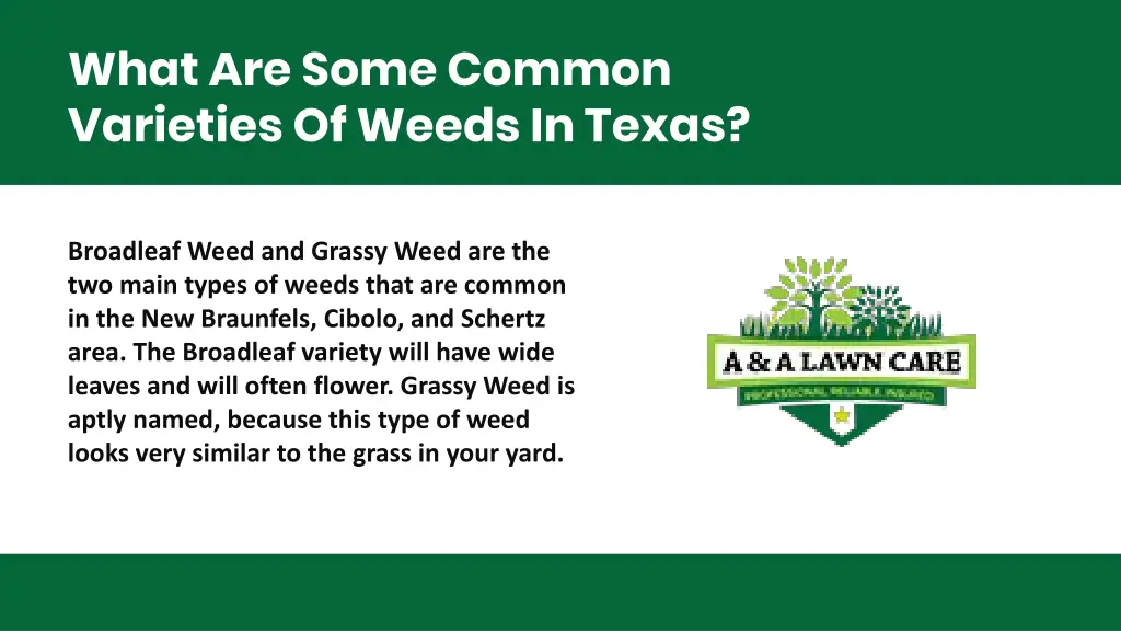 what are some common varieties of weeds in texas