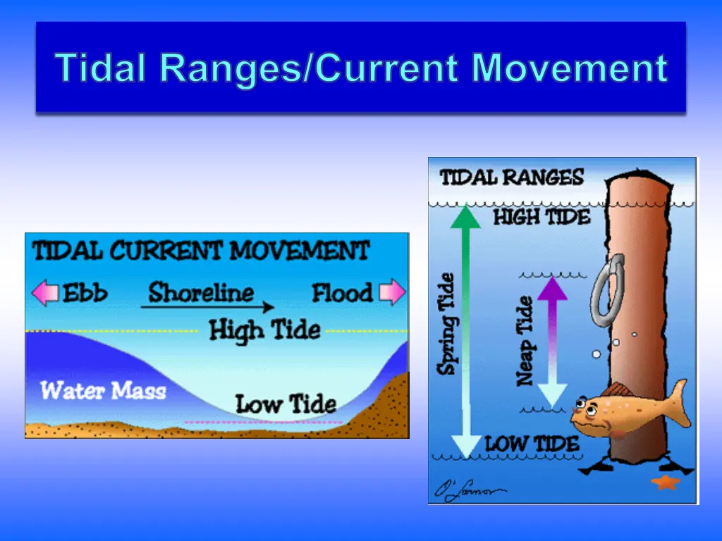 tidal ranges current movement