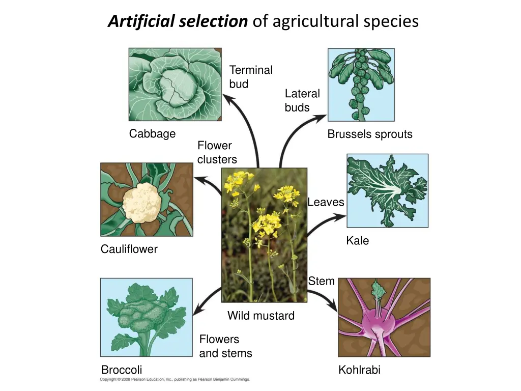 artificial selection of agricultural species