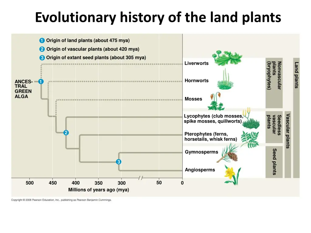 evolutionary history of the land plants