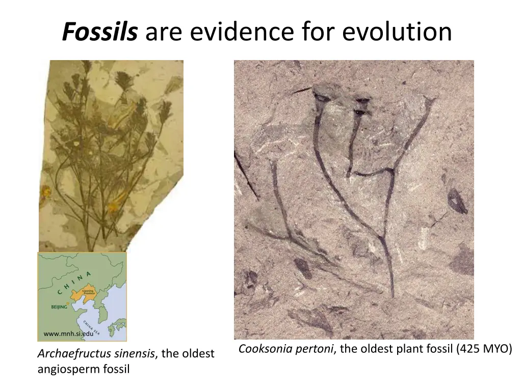 fossils are evidence for evolution