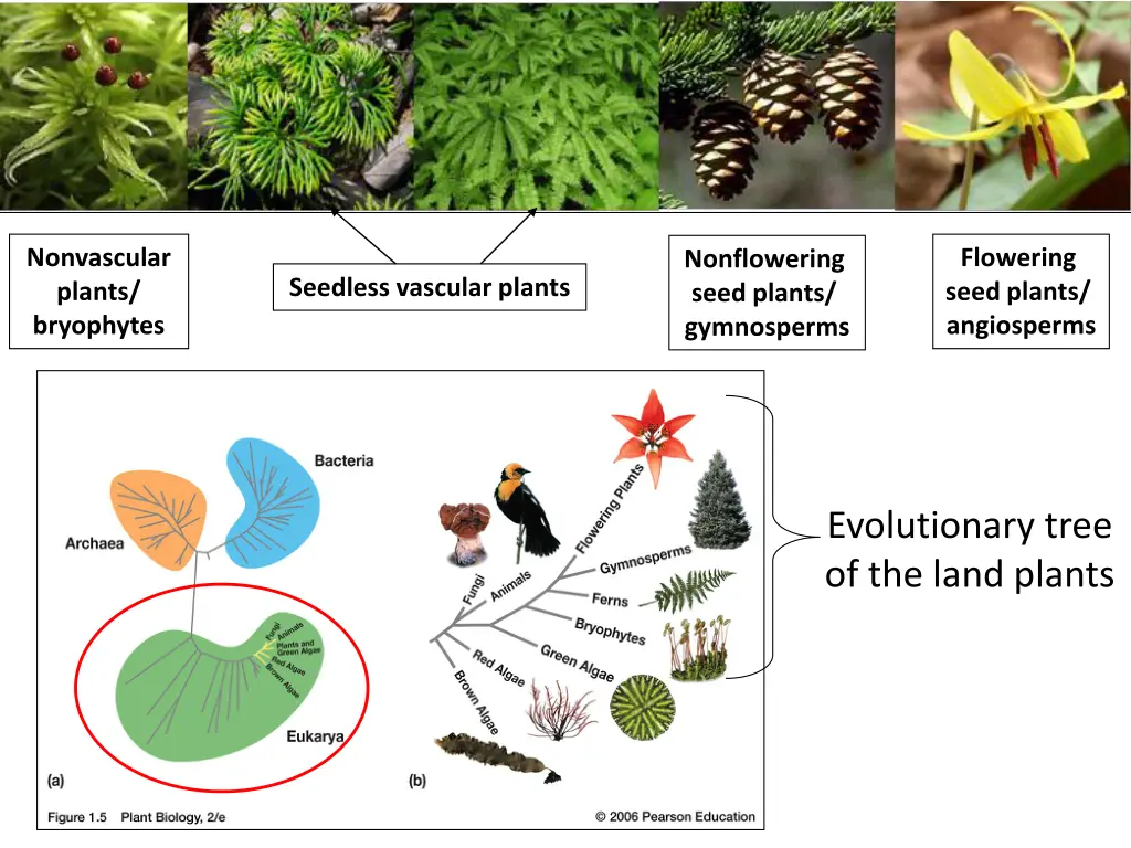 nonvascular plants bryophytes