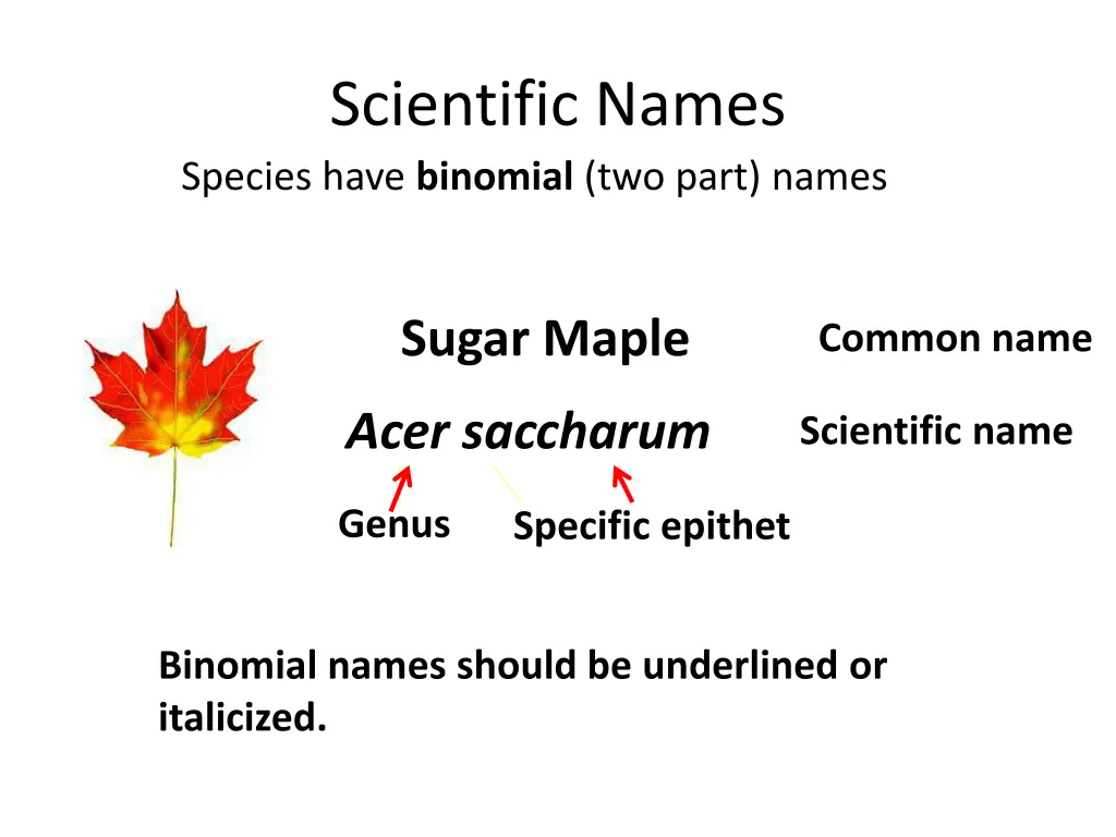 scientific names species have binomial two part