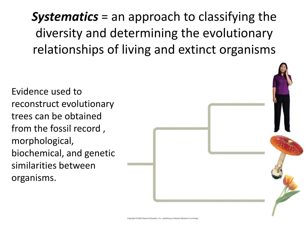 systematics an approach to classifying