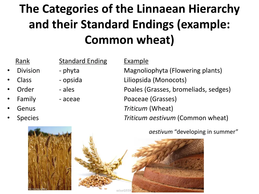 the categories of the linnaean hierarchy