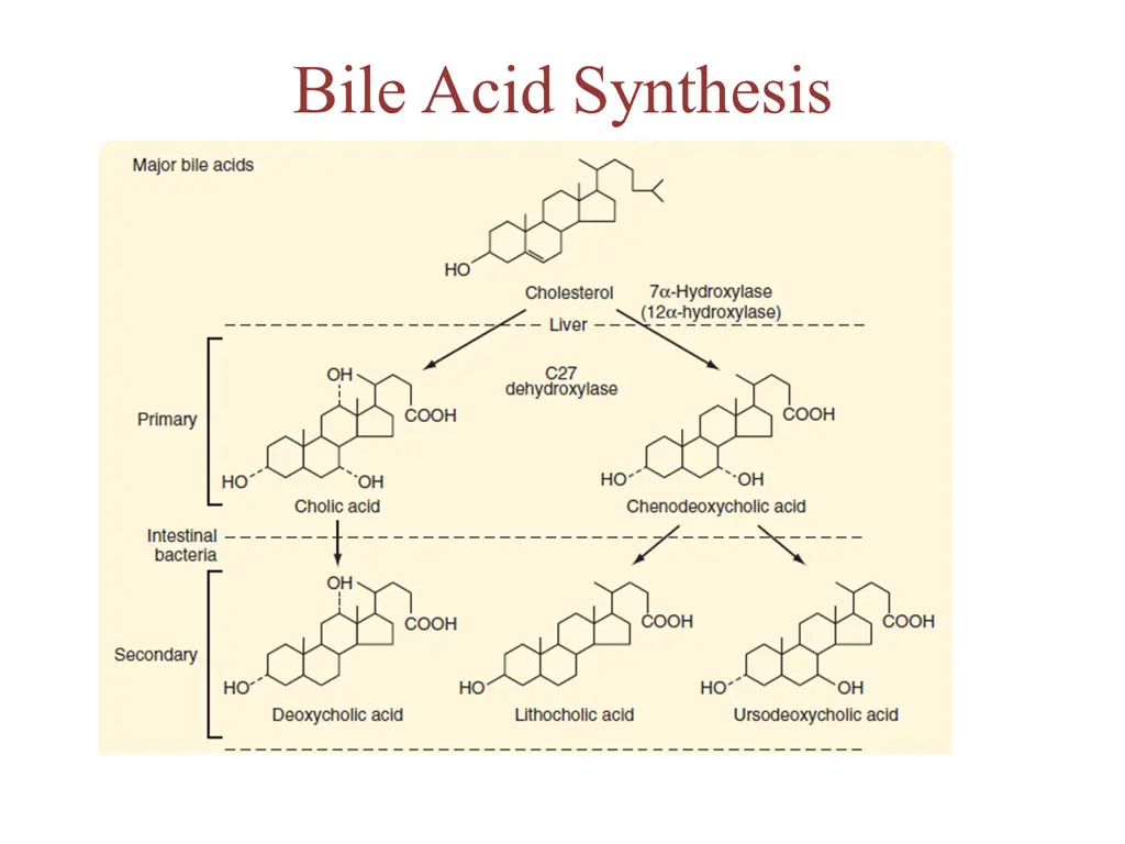 bile acid synthesis