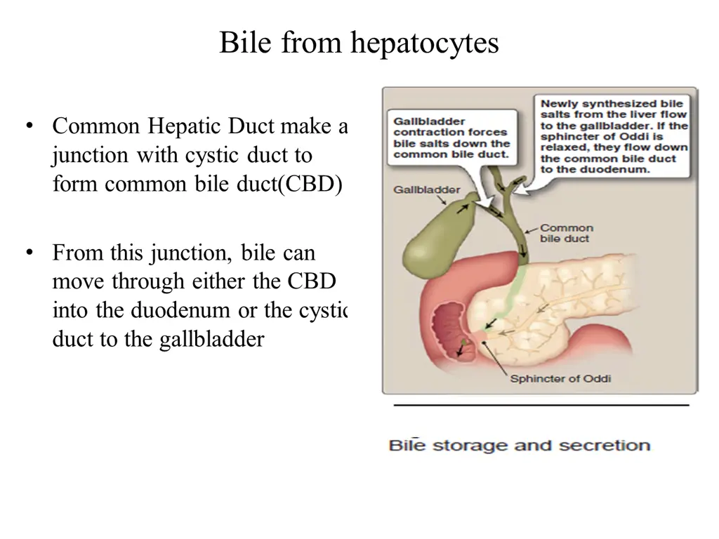bile from hepatocytes