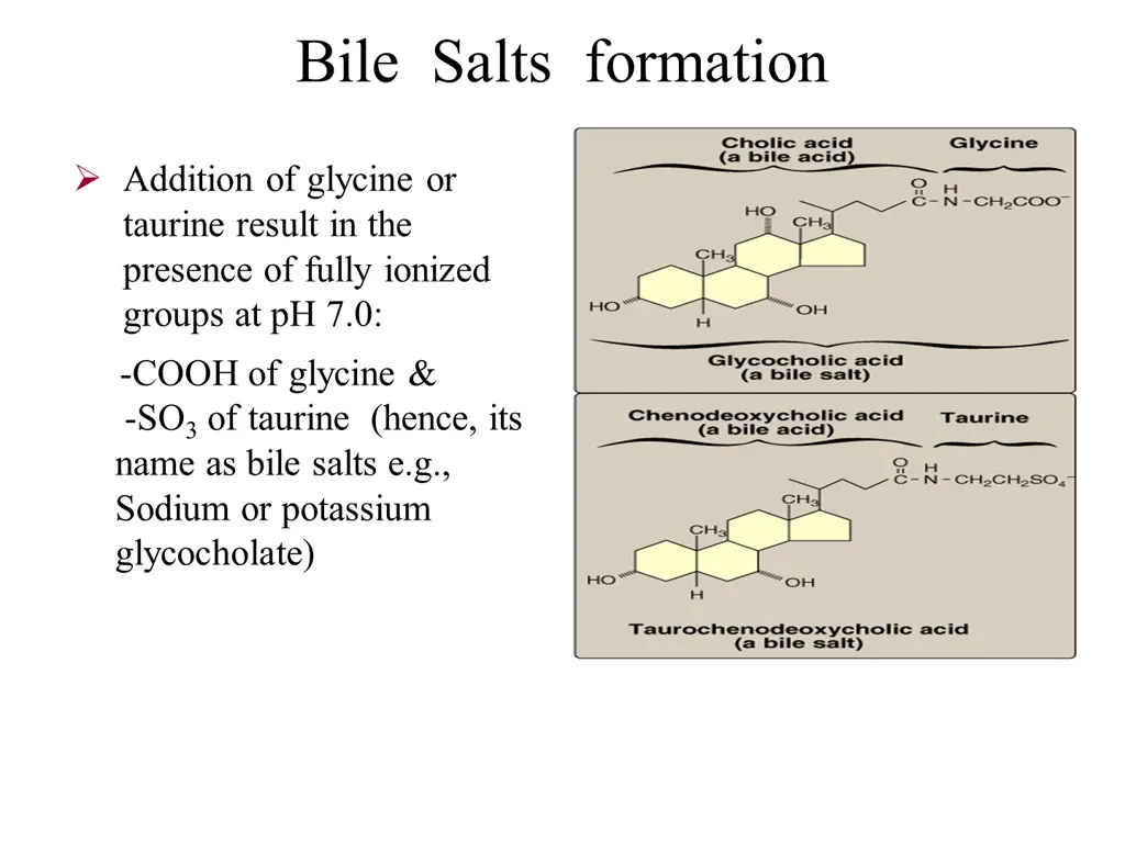 bile salts formation