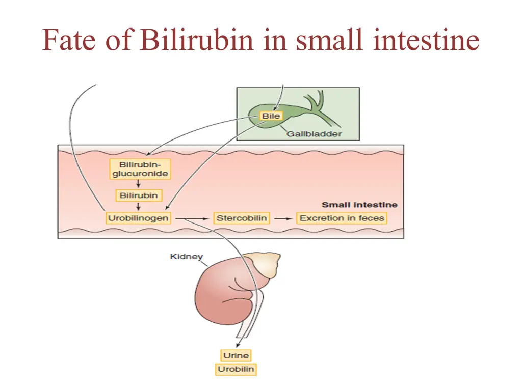 fate of bilirubin in small intestine