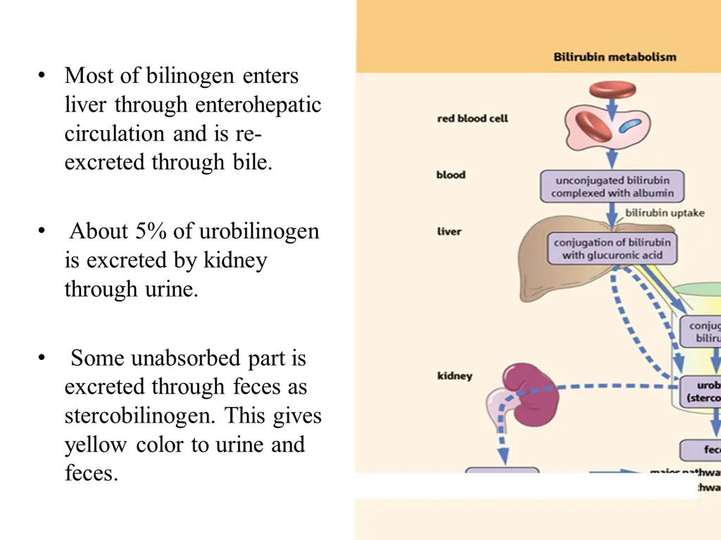 most of bilinogen enters liver through