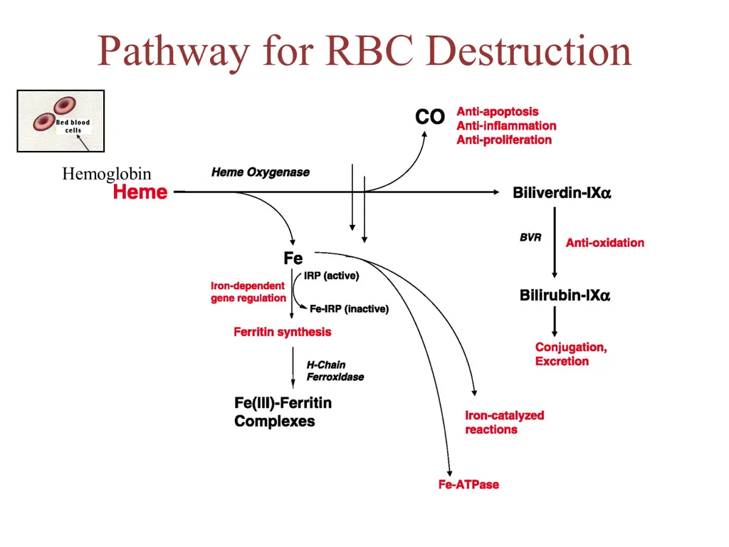 pathway for rbc destruction