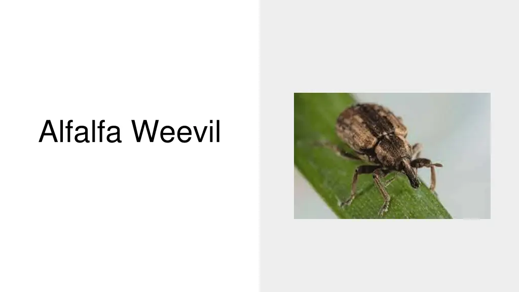 alfalfa weevil