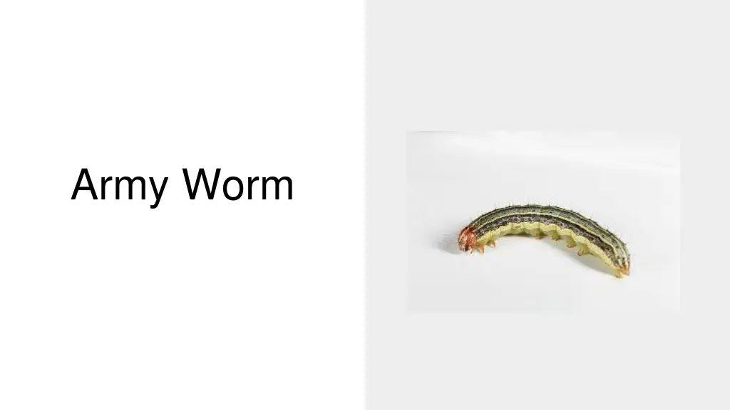 army worm