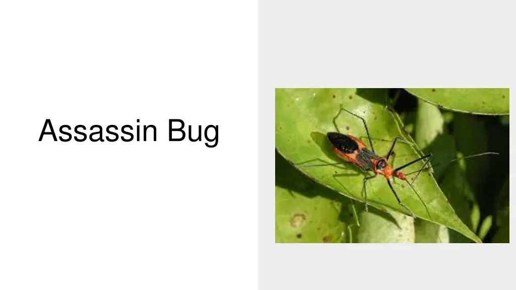 assassin bug