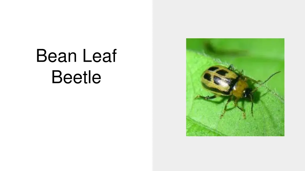 bean leaf beetle
