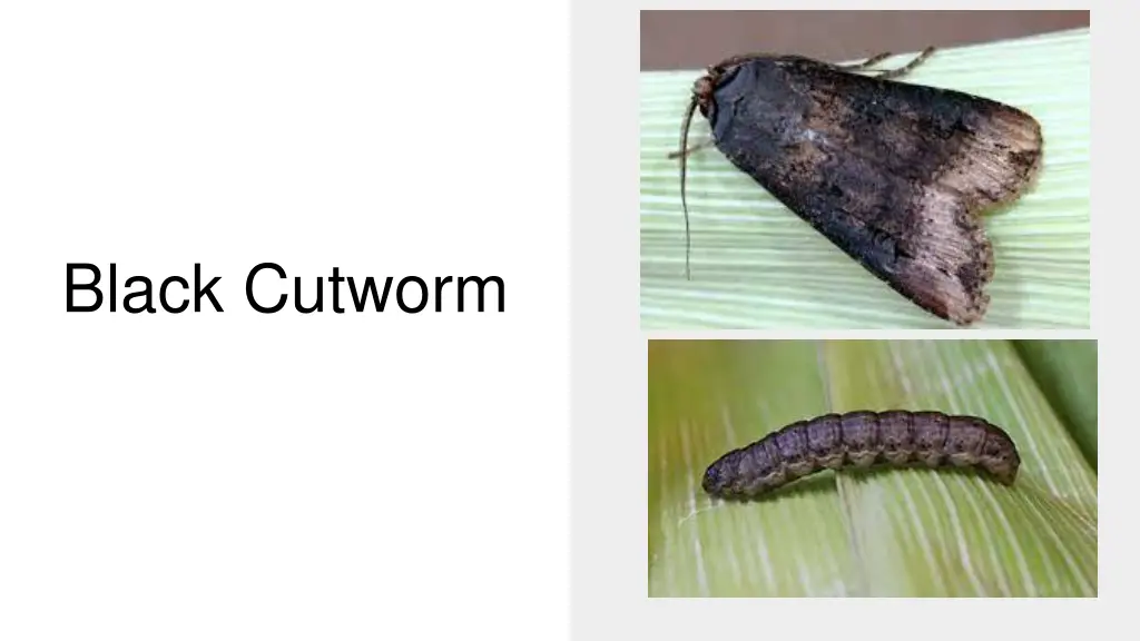 black cutworm