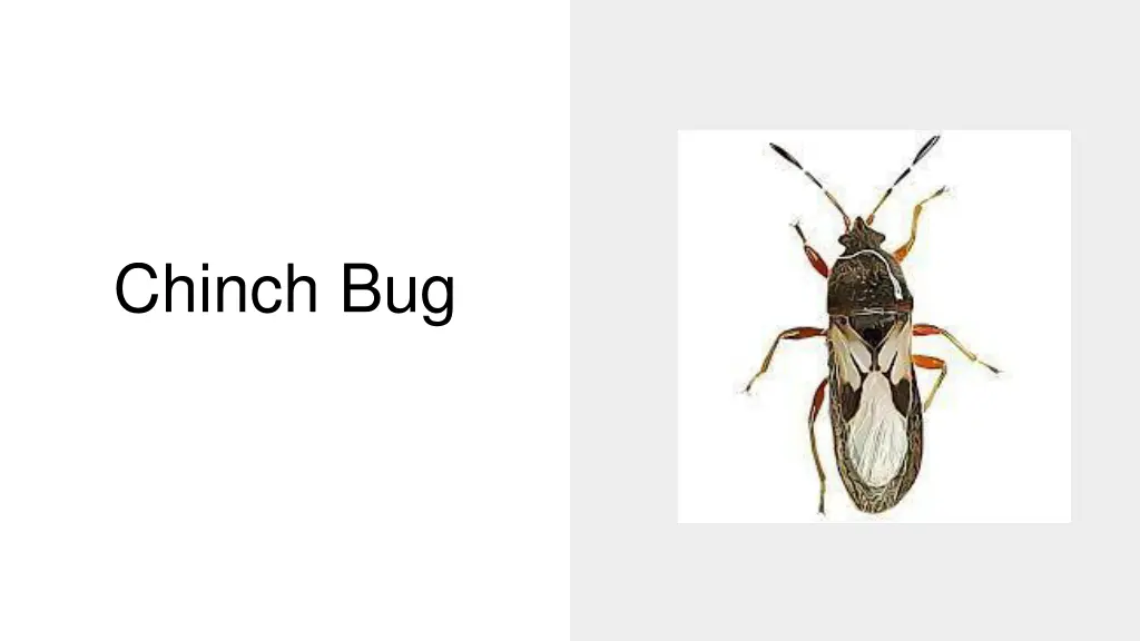 chinch bug
