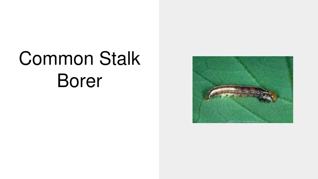 common stalk borer