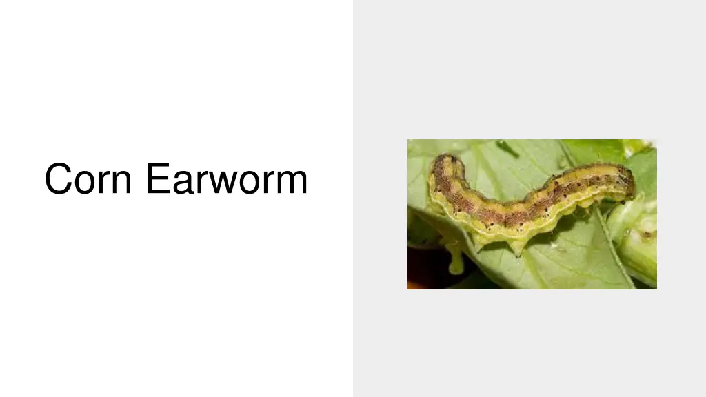 corn earworm