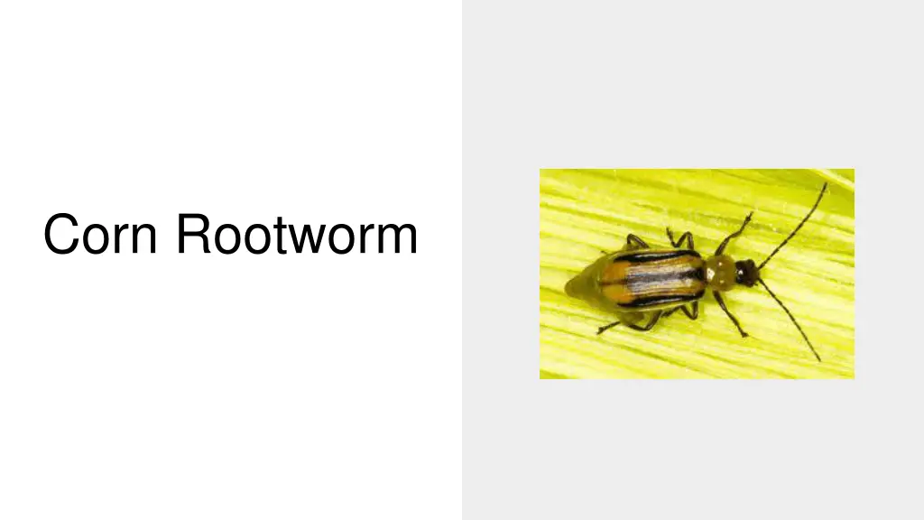 corn rootworm