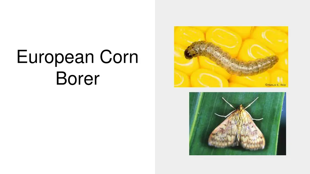 european corn borer