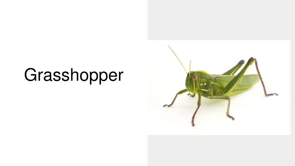 grasshopper